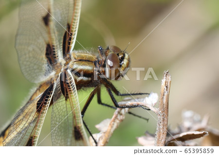 Bekko蜻蜓 65395859