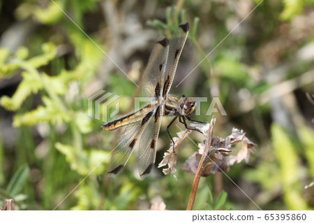 Bekko蜻蜓 65395860