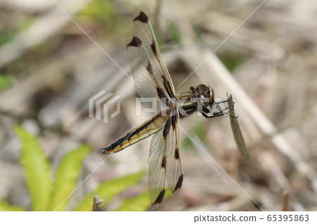 Bekko dragonfly 65395863