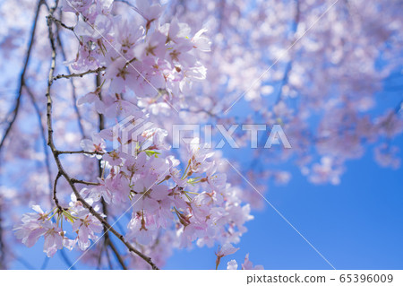 櫻桃樹 65396009