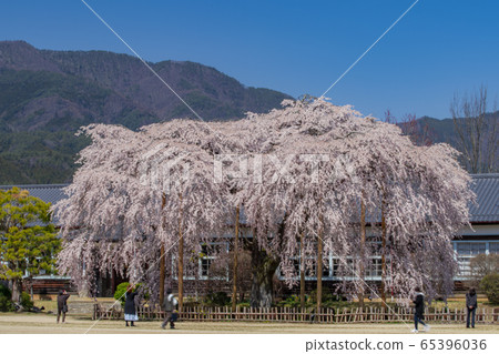Kihara學校，前山本中學的櫻花 65396036