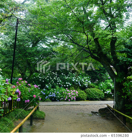 奈良八田八仙花 奈良八田八仙花 65396280