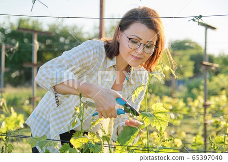 Spring summer garden work in vineyard. Mature woman working with pruner scissors with grapes bushes 65397040