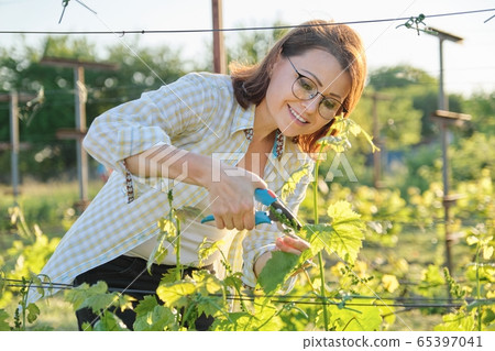 Spring outdoor portrait of mature woman working in vineyard, female with pruner forms grape bushes Spring outdoor portrait of mature woman working in vineyard, female with pruner forms grape bushes 65397041