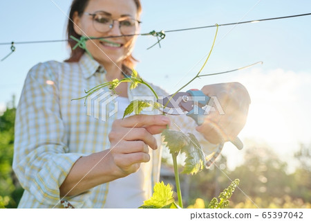 Spring outdoor portrait of mature woman working in vineyard, female with pruner forms grape bushes Spring outdoor portrait of mature woman working in vineyard, female with pruner forms grape bushes 65397042