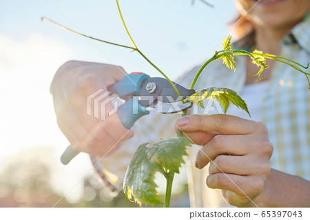 Spring summer garden work in vineyard. Mature woman working with pruner scissors with grapes bushes 65397043