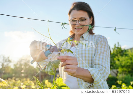 Spring summer garden work in vineyard. Mature woman working with pruner scissors with grapes bushes 65397045