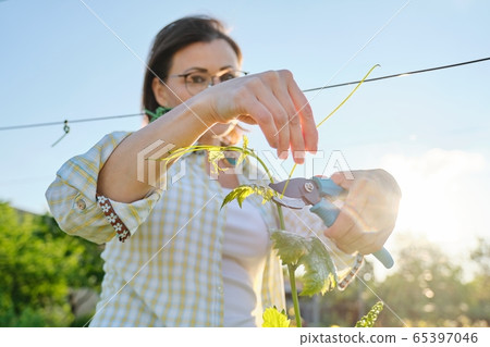 Spring outdoor portrait of mature woman working in vineyard, female with pruner forms grape bushes Spring outdoor portrait of mature woman working in vineyard, female with pruner forms grape bushes 65397046