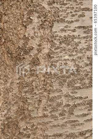 Bare cherry bark Bare cherry bark 65397100