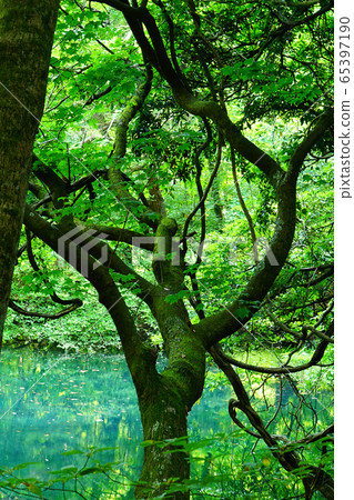 Mr. Maruike Yamagata Prefecture tourist destination Mr. Maruike Yamagata Prefecture tourist destination 65397190