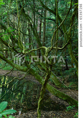 Mr. Maruike Yamagata Prefecture tourist destination Mr. Maruike Yamagata Prefecture tourist destination 65397198