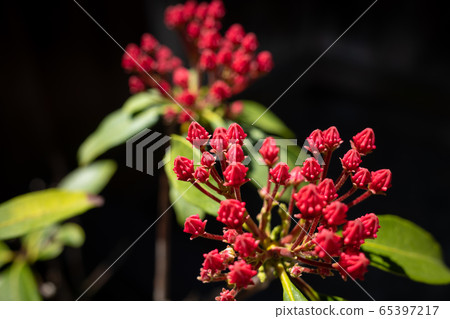 卡爾米（Ericaceae）芽b-1 65397217
