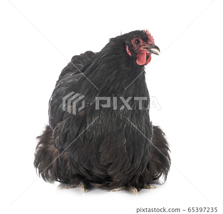 Orpington chicken in studio 65397235