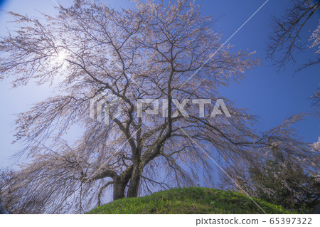 Akira no Sato Ishizuka Sakura 65397322