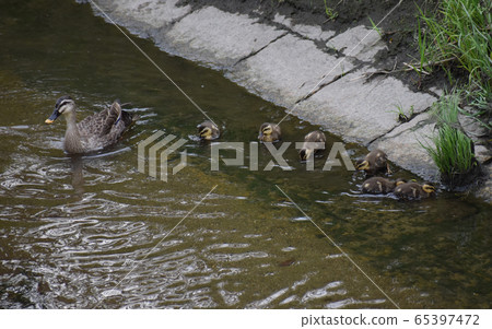上田河的Karugamo父母和孩子 65397472