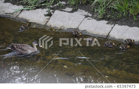 上田河的Karugamo父母和孩子 65397473