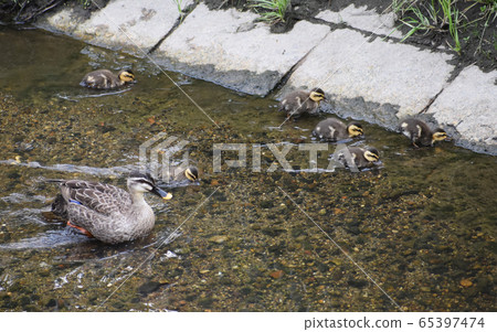 上田河的Karugamo父母和孩子 65397474