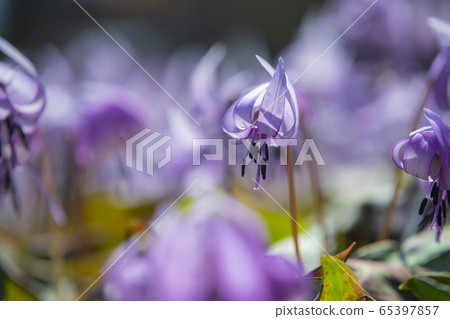 Katakuri flowers 65397857