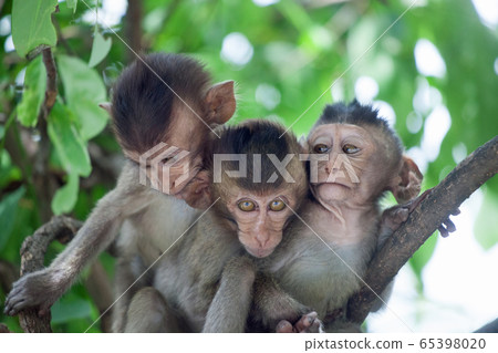 可愛的猴子 可愛的猴子 65398020