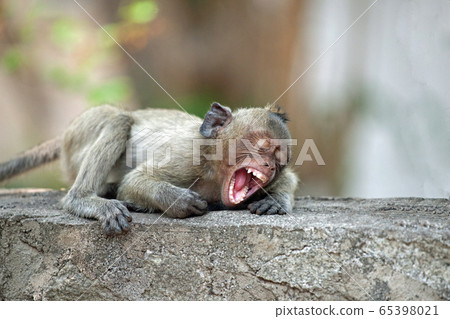 可愛的猴子 可愛的猴子 65398021