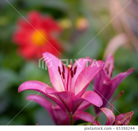 Wet flower of pink lily 65398244