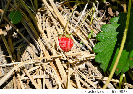 小紅草莓依the在稻草中 65398281