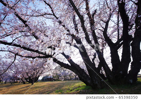 Cherry Blossoms Cherry Blossoms 65398350