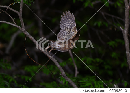 松鼠(北海道) 松鼠(北海道) 65398640