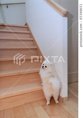 博美犬（狗狗犬科動物動物家譜小狗兒童白白家譜西方狗） 65398651