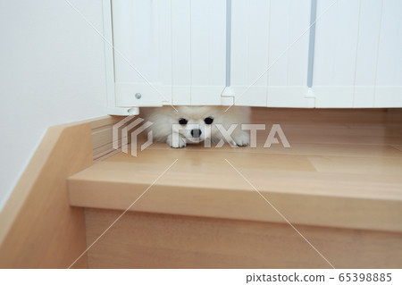 Pomeranian (dog dog canine organism animal pedigree puppy child white white pedigree western dog) Pomeranian (dog dog canine organism animal pedigree puppy child white white pedigree western dog) 65398885