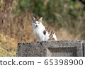 Cat 11 65398900