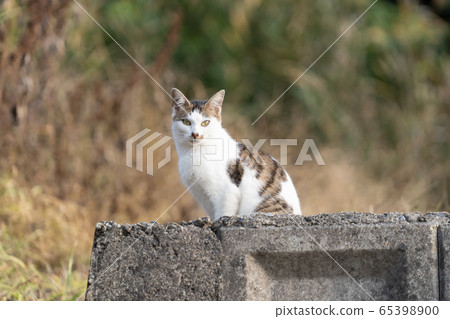 Cat 11 Cat 11 65398900