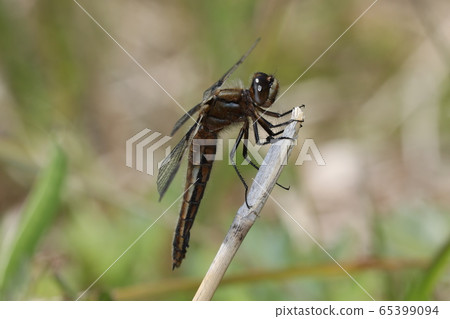 Bekko dragonfly Bekko dragonfly 65399094