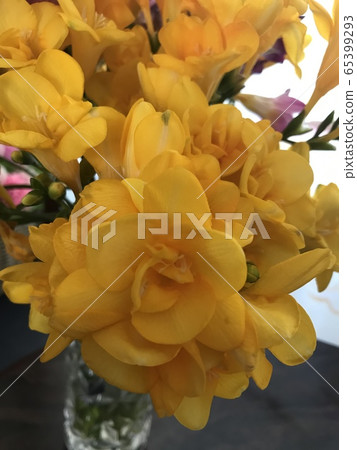 Freesia Freesia 65399293