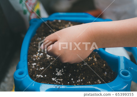 morning glory, nurture, raise 65399355