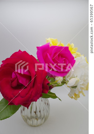 4色玫瑰 65399567