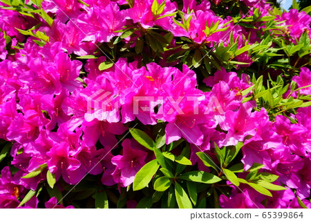 Azalea ( Rhododendron ) bright pink flowers 65399864