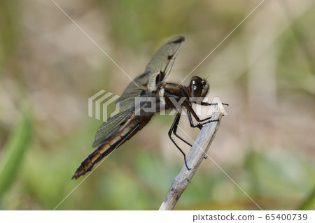 Bekko dragonfly 65400739