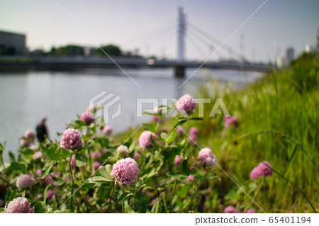 Flowers that bloom on the bank 65401194