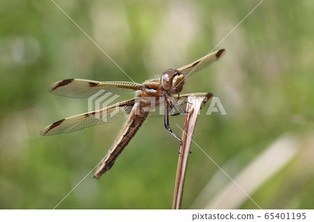 Bekko dragonfly Bekko dragonfly 65401195
