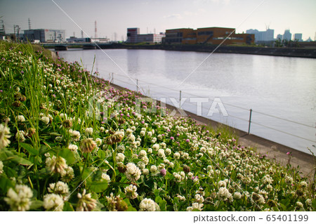 Flowers that bloom on the bank Flowers that bloom on the bank 65401199