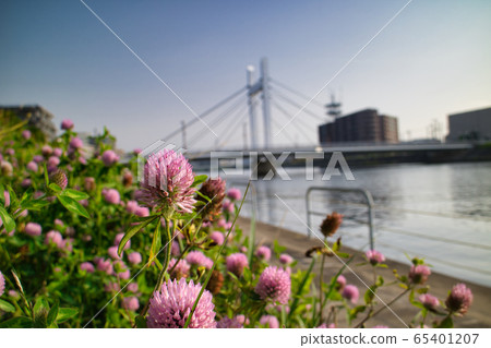 Flowers that bloom on the bank Flowers that bloom on the bank 65401207