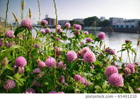 Flowers that bloom on the bank Flowers that bloom on the bank 65401210