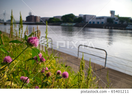 Flowers that bloom on the bank Flowers that bloom on the bank 65401211