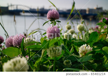 Flowers that bloom on the bank Flowers that bloom on the bank 65401214