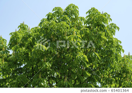 Chicory Chicory 65401364