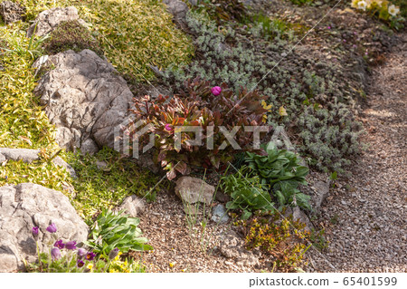 Peonies in a rockery Peonies in a rockery 65401599