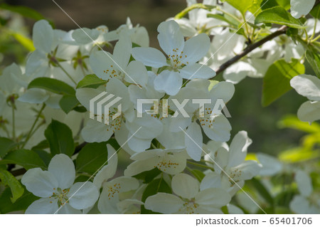 花蘋果 花蘋果 65401706