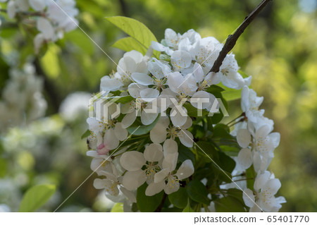 花蘋果 花蘋果 65401770