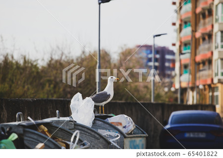 A curious seagull stands on the garbage containers A curious seagull stands on the garbage containers 65401822